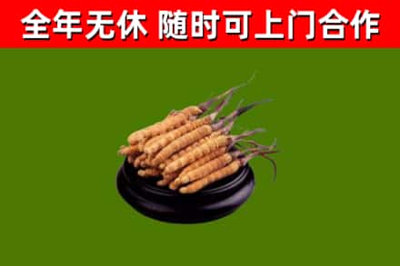 李沧回收散虫草