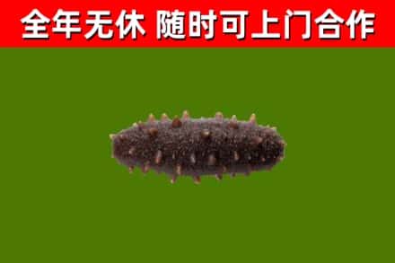 李沧回收海参干